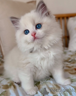 Photo №1. ragdoll - à vendre en ville de Algermissen | négocié | Annonce № 156527