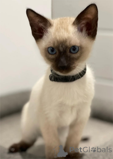 Photo №1. siamois - à vendre en ville de Dinslavken | 350€ | Annonce № 154592