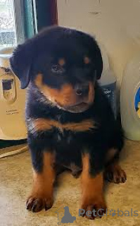 Photo №3. Rottweilerin pennut etsivät perhettä. La finlande