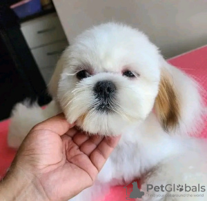 Photo №4. Je vais vendre yorkshire terrier en ville de Paris. éleveur - prix - négocié