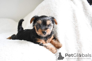 Photo №3. De jolis chiots Yorkshire Terrier pour des foyers aimants. Allemagne