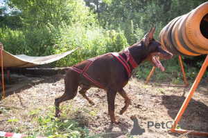 Photo №1. Service d'accouplement - race: dobermann. Prix - négocié