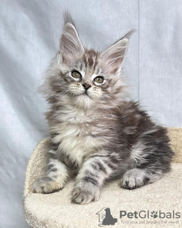 Photo №1. maine coon - à vendre en ville de Berlin | négocié | Annonce № 115136