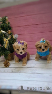 Photo №1. caniche (jouet) - à vendre en ville de Munich | 450€ | Annonce №159054