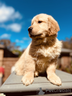 Photo №3. Code de foyer du Golden Retriever. Canada