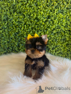 Photo №2 de l'annonce № 172837 de la vente yorkshire terrier - acheter à République Tchèque éleveur
