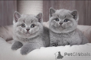 Photo №1. british shorthair - à vendre en ville de Bayerbach | négocié | Annonce № 168609