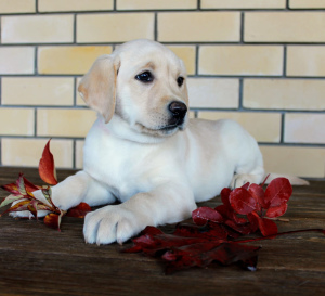 Photo №4. Je vais vendre labrador retriever en ville de Izhevsk. éleveur - prix - Négocié