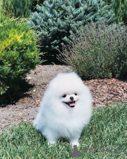 Photo №4. Je vais vendre spitz nain en ville de Гаага. annonce privée - prix - 404€