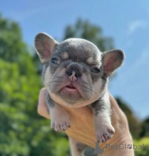 Photo №1. bouledogue - à vendre en ville de Beresje | négocié | Annonce №169534