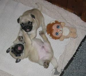 Photo №1. carlin - à vendre en ville de Berlin | négocié | Annonce №136154