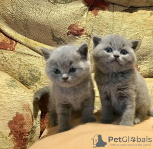 Photo №1. british shorthair - à vendre en ville de Stadtallendorf | 331€ | Annonce № 125121