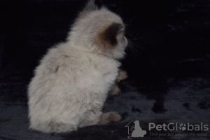 Photos supplémentaires: Chatons Ragdoll en bonne santé à vendre avec services de livraison à domicile