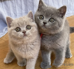 Photo №1. british shorthair - à vendre en ville de Murmurer | 400€ | Annonce № 176487