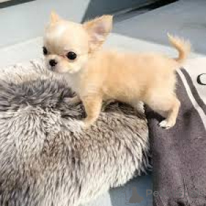 Photo №4. Je vais vendre chihuahua en ville de Meysey Hampton.  - prix - négocié