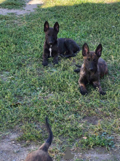 Photos supplémentaires: Chiots berger hollandais