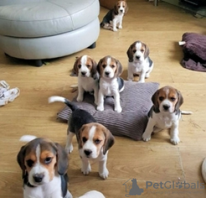 Photo №1. beagle - à vendre en ville de Мадрид | Gratuit | Annonce №36845