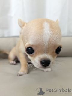 Photo №1. chihuahua - à vendre en ville de Helsinki | 500€ | Annonce №163637