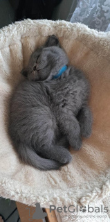 Photo №2 de l'annonce № 55146 de la vente british shorthair - acheter à Allemagne de la fourrière, de l'abri, éleveur