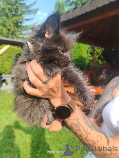 Photos supplémentaires: Chaton Maine Coon