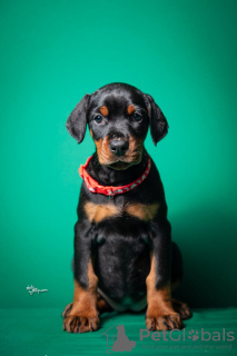 Photos supplémentaires: Chiots Doberman à vendre