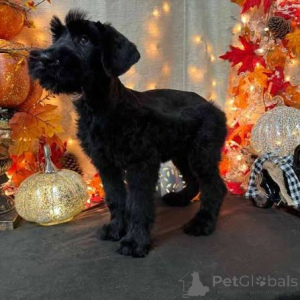 Photo №3. Superbes chiots schnauzer géant. France