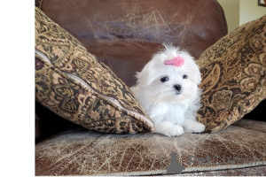 Photo №2 de l'annonce № 168782 de la vente bichon maltais - acheter à USA 