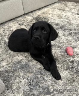 Photo №1. labrador retriever - à vendre en ville de Reykjavík | négocié | Annonce №97412