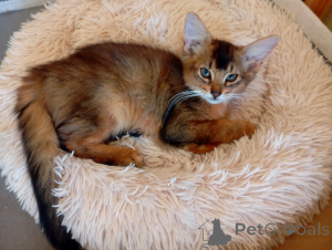 Photo №4. Je vais vendre  en ville de Riga. éleveur - prix - 900€