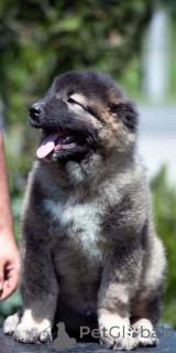 Photo №1. berger du caucase - à vendre en ville de Bijeljina | négocié | Annonce №142116