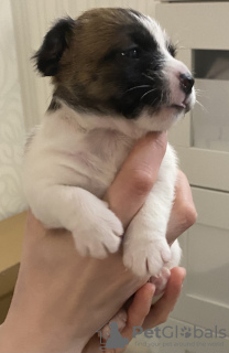 Photos supplémentaires: Les merveilleux chiots Jack Russell Terrier recherchent une maison et des