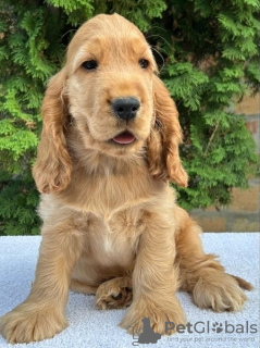 Photo №4. Je vais vendre cocker spaniel anglais en ville de Ada.  - prix - Gratuit