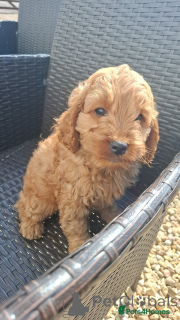 Photo №3. Beaux chiots F1b Cavapoo. Testé entièrement en santé. L'Autriche