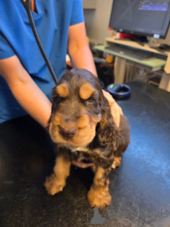 Photo №1. cocker spaniel anglais - à vendre en ville de Alavus | 581€ | Annonce №169105