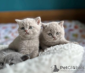 Photo №1. british shorthair - à vendre en ville de Ferschweiler | Gratuit | Annonce № 120406