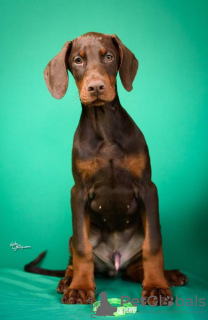 Photo №4. Je vais vendre dobermann en ville de Aleksinac. éleveur - prix - négocié