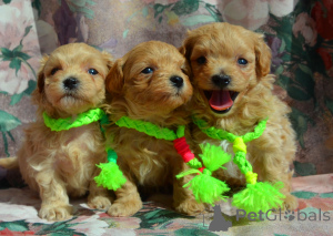 Photo №3. Les chiots MALTIPA sont prêts à emménager dans leur nouvelle maison. Ukraine
