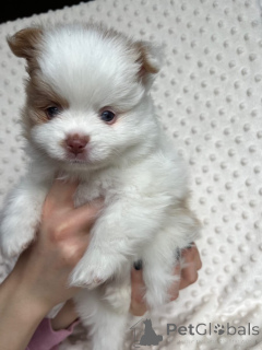 Photo №2 de l'annonce № 167361 de la vente spitz nain - acheter à Pologne 