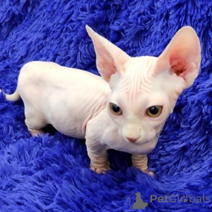 Photo №1. sphynx - à vendre en ville de Берлинген | négocié | Annonce № 139930