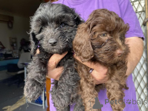 Photo №1. chien bâtard - à vendre en ville de Attard | négocié | Annonce №170569