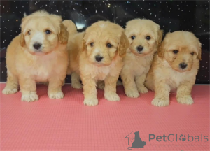 Photo №1. maltipu - à vendre en ville de Cölbe | 350€ | Annonce №153442