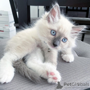 Photo №1. ragdoll - à vendre en ville de Штутгарт | négocié | Annonce № 117830