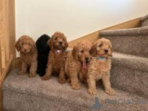 Photo №1. labradoodle - à vendre en ville de Bruxelles | 700€ | Annonce №162619