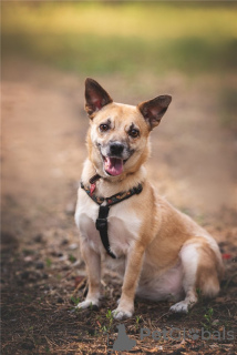 Photos supplémentaires: Le petit chien Suri est entre de bonnes mains.