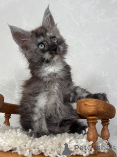 Photo №2 de l'annonce № 155702 de la vente maine coon - acheter à Espagne annonce privée
