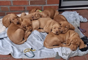 Photo №1. braque hongrois à poil court - à vendre en ville de Cologne | 350€ | Annonce №167484