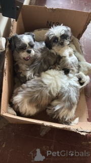 Photo №1. shih tzu - à vendre en ville de Quezon | négocié | Annonce №167331