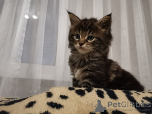 Photo №4. Je vais vendre maine coon en ville de Gomel. annonce privée - prix - 165€