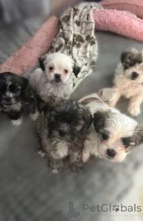 Photo №1. chien bâtard - à vendre en ville de Innsbruck | 305€ | Annonce №143484