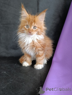 Photo №3. chaton Maine Coon garçon. Fédération de Russie